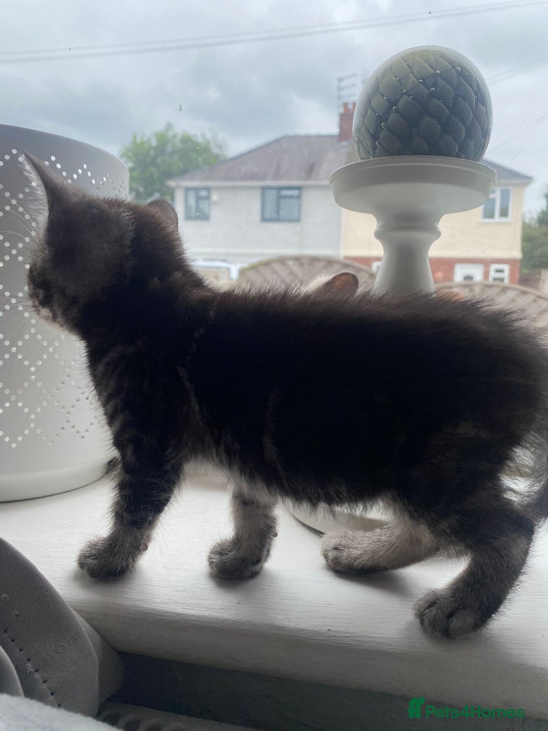 Ragamese cats for sale: Ragamese kitten - Image 3
