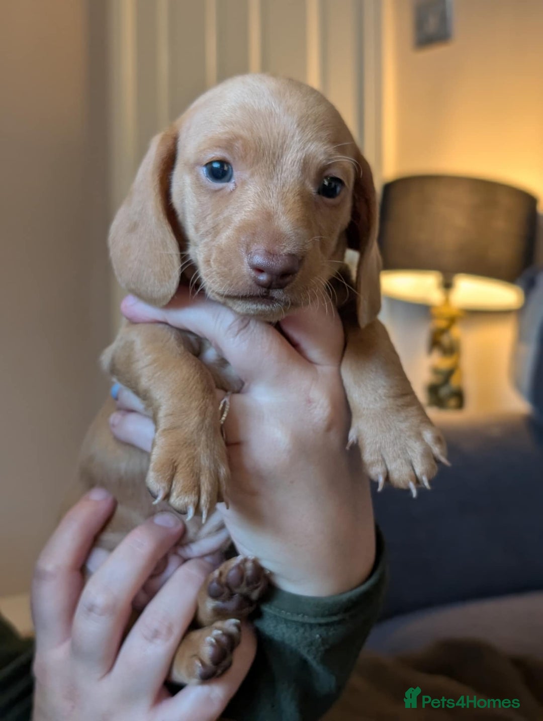 Miniature Dachshund dogs for sale: 4 beautiful boys PRA clear - Image 2