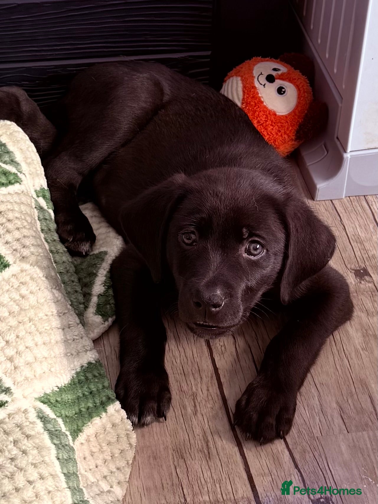 Mixed Breed dogs Gorgeous Siberian Shepsky x Weimaraner Puppies  - Advert 2