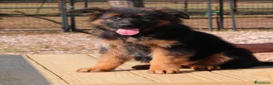 German Shepherd 4