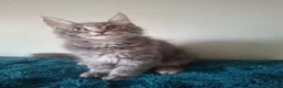 Maine Coon cats for sale: TICA registered Maine coon kittens - Advert 10