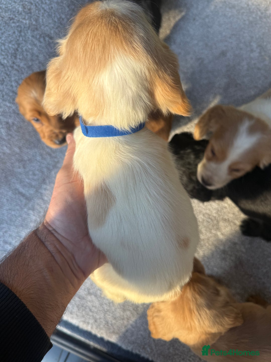 Cocker Spaniel dogs for sale: Cocker spaniel puppies  - Image 15