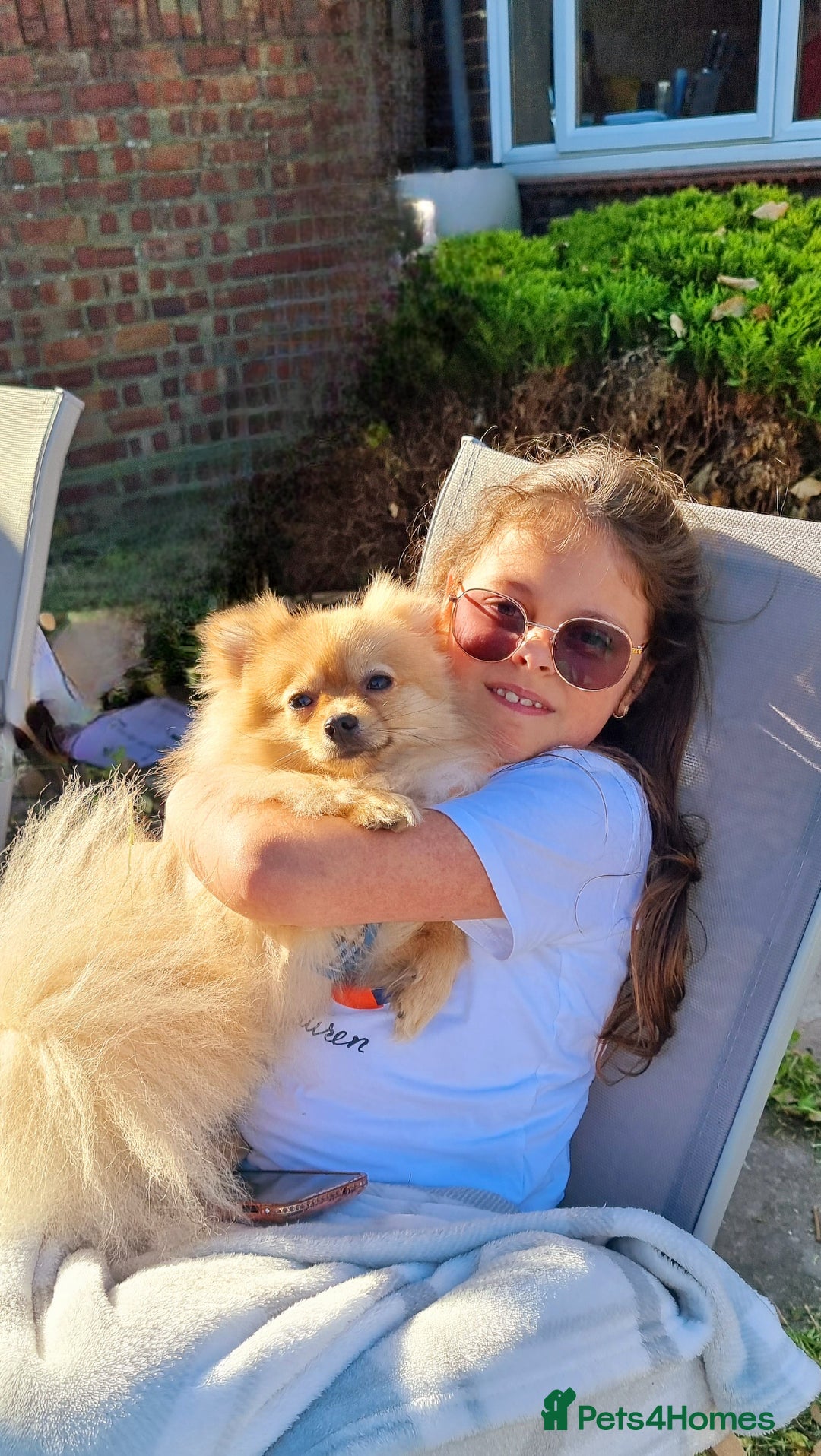 Pomeranian dogs for stud: Beautiful beige coat Pomeranian boy for stud in Luton - Image 7