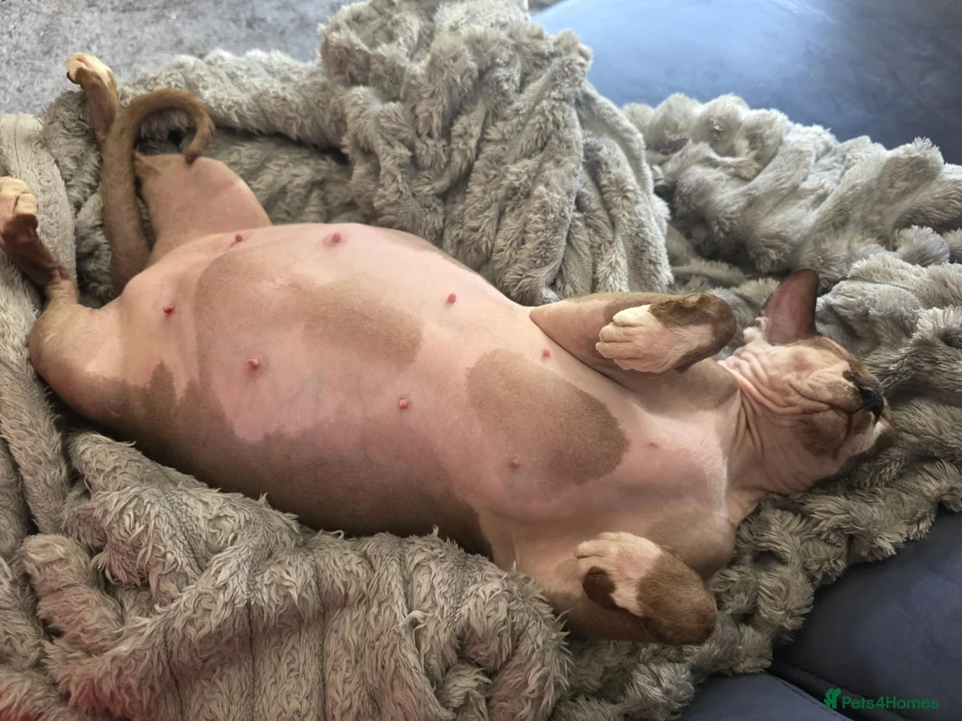 Sphynx cats for sale: TICA Sphynx kittens wait list for reservation - Advert 1