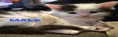 White and black long haired
