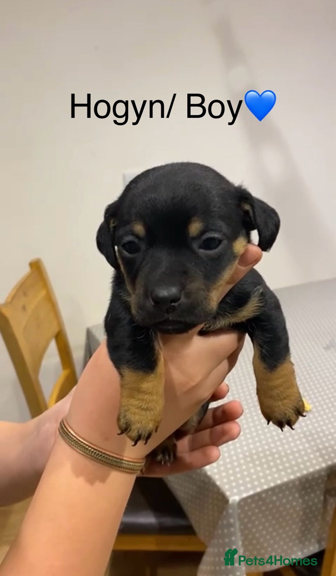 Jack Russell dogs for sale: Black and Tan Jack Russell pup - Advert 1