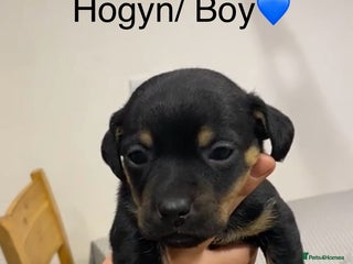 Jack Russell dogs Black and Tan Jack Russell pup - Advert 1