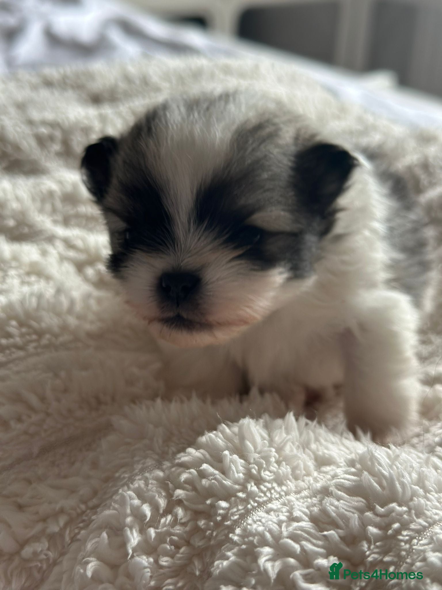 Pomeranian dogs KC registered Pomeranian Puppies for sale  - Advert 5