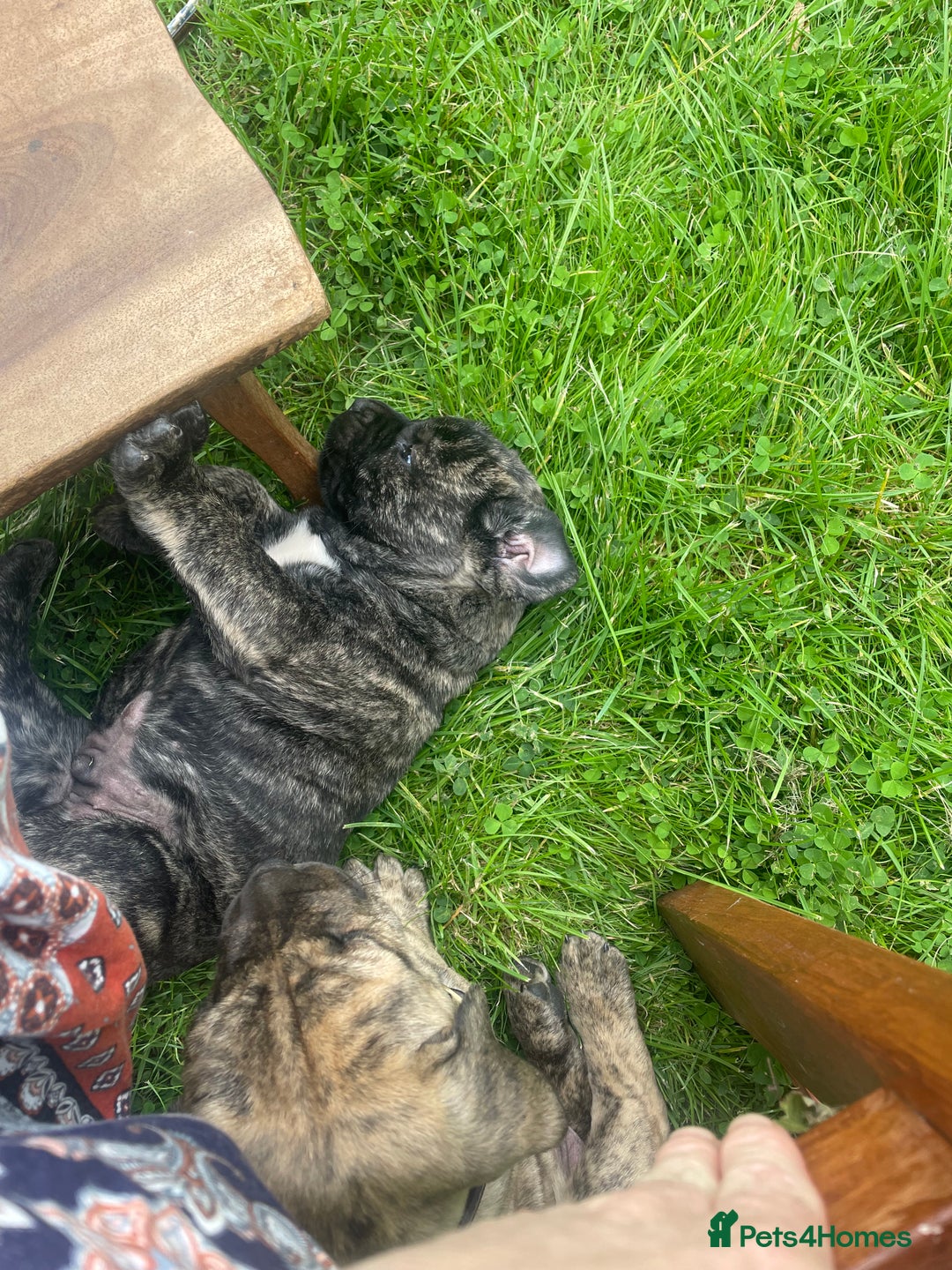 Boerboel dogs for sale: Boerboel puppies - Image 11