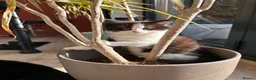 British Longhair cats for sale: Last adorable kitten ready to go - Advert 8