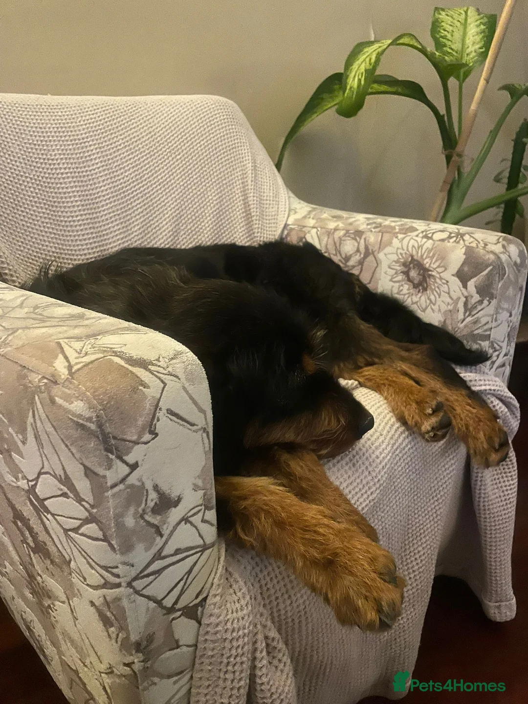 Airedale Terrier dogs for adoption: Zobi - Airedale Terrier Cross is Ready to Adopt - Advert 2