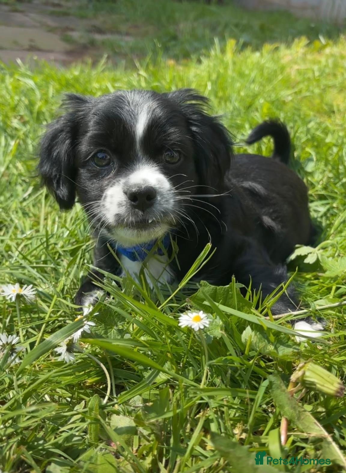 Mixed Breed dogs Gorgeous girl Cavachon x Shi Tzu puppy - Advert 16