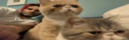 Exotic cats for sale: ✨ AMBERLIGHT — EXOTIC SHORTHAIR MALE ✨ - Advert 6