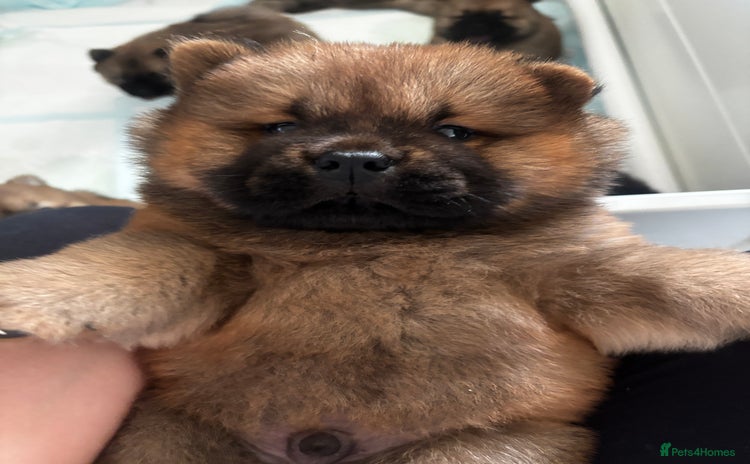 Chow Chow dogs - Advert 1