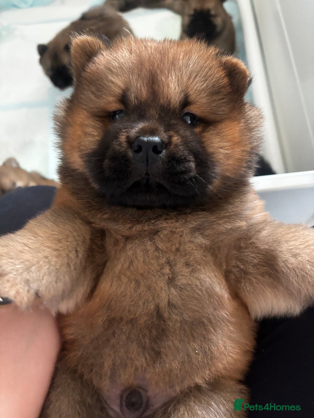 Chow Chow dogs for sale: 🐾Adorable Pedigree Chow Chow Puppies paw - Image 1