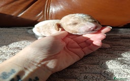 Cockapoo dogs for sale: Beautiful litter of cockapoos - Image 9