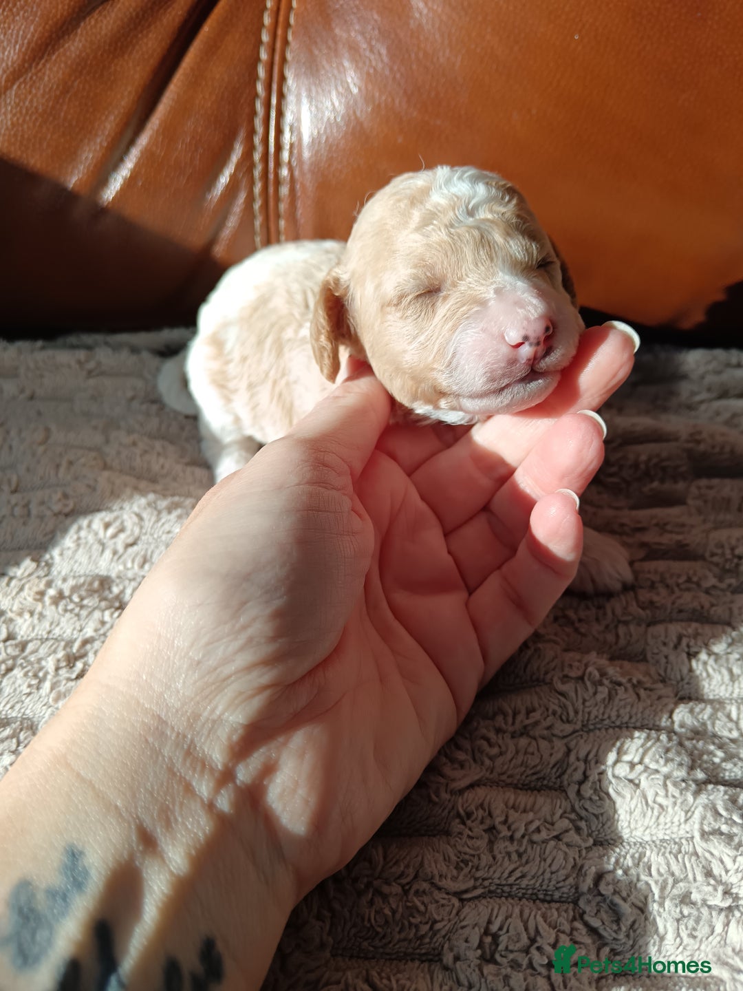 Cockapoo dogs for sale: Beautiful litter of cockapoos - Image 9