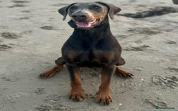 Dobermann dogs for sale: Beautiful puppy’s  - Image 3