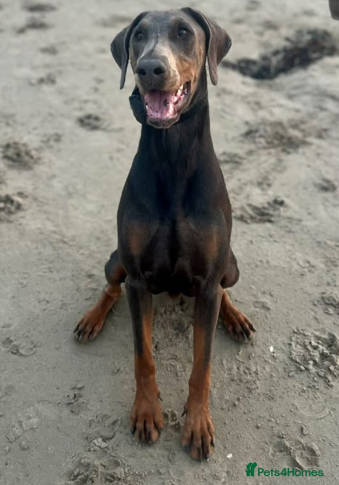 Dobermann dogs for sale: Beautiful puppy’s  - Image 3