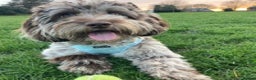 Cockapoo dogs for stud: F1 Merle Male Cockapoo for Stud in Nottingham - Advert 7