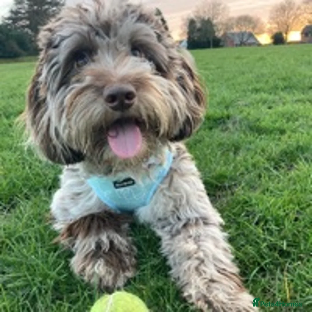 Cockapoo dogs for stud: F1 Merle Male Cockapoo for Stud in Nottingham - Advert 7