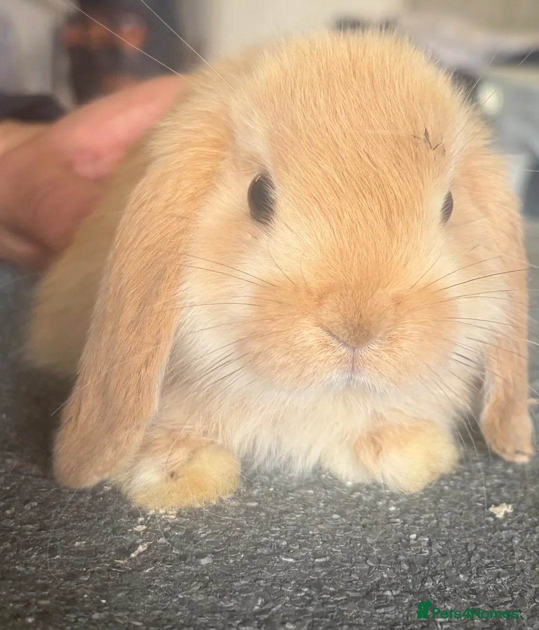 Mini Lop rabbits for sale: Mini lip doe looking for new home  - Advert 1