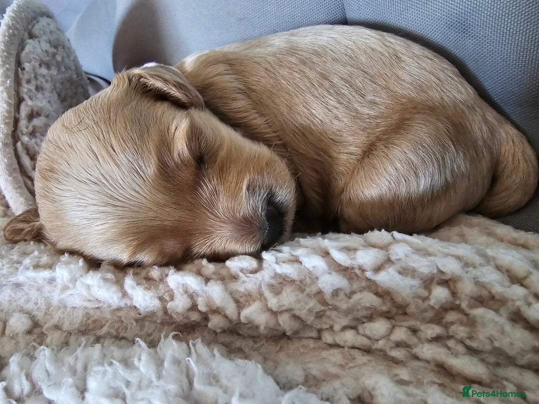 Cockapoo dogs for sale: 4 beautiful cockapoo puppies - Image 22