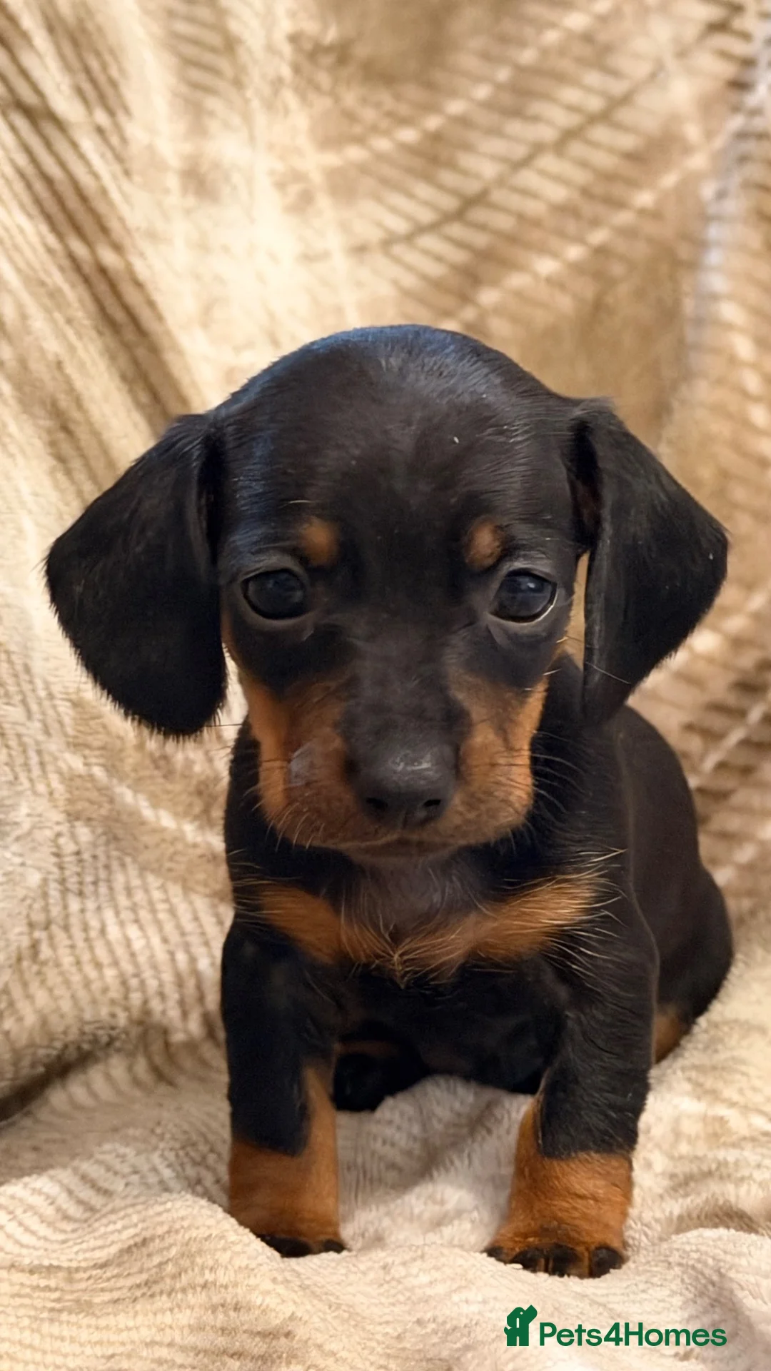 Miniature Dachshund dogs for sale: !!!READY NOW!!! Miniature Dachshund Puppies - Advert 14