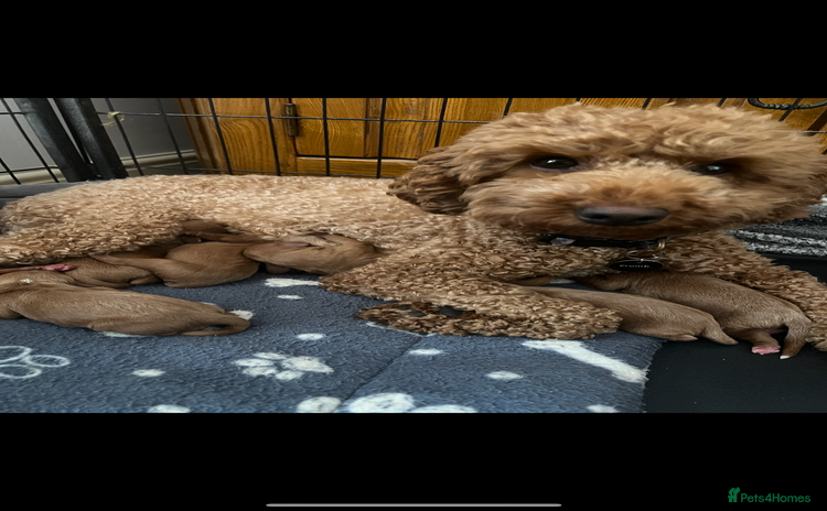 Cavapoo dogs - Advert 1