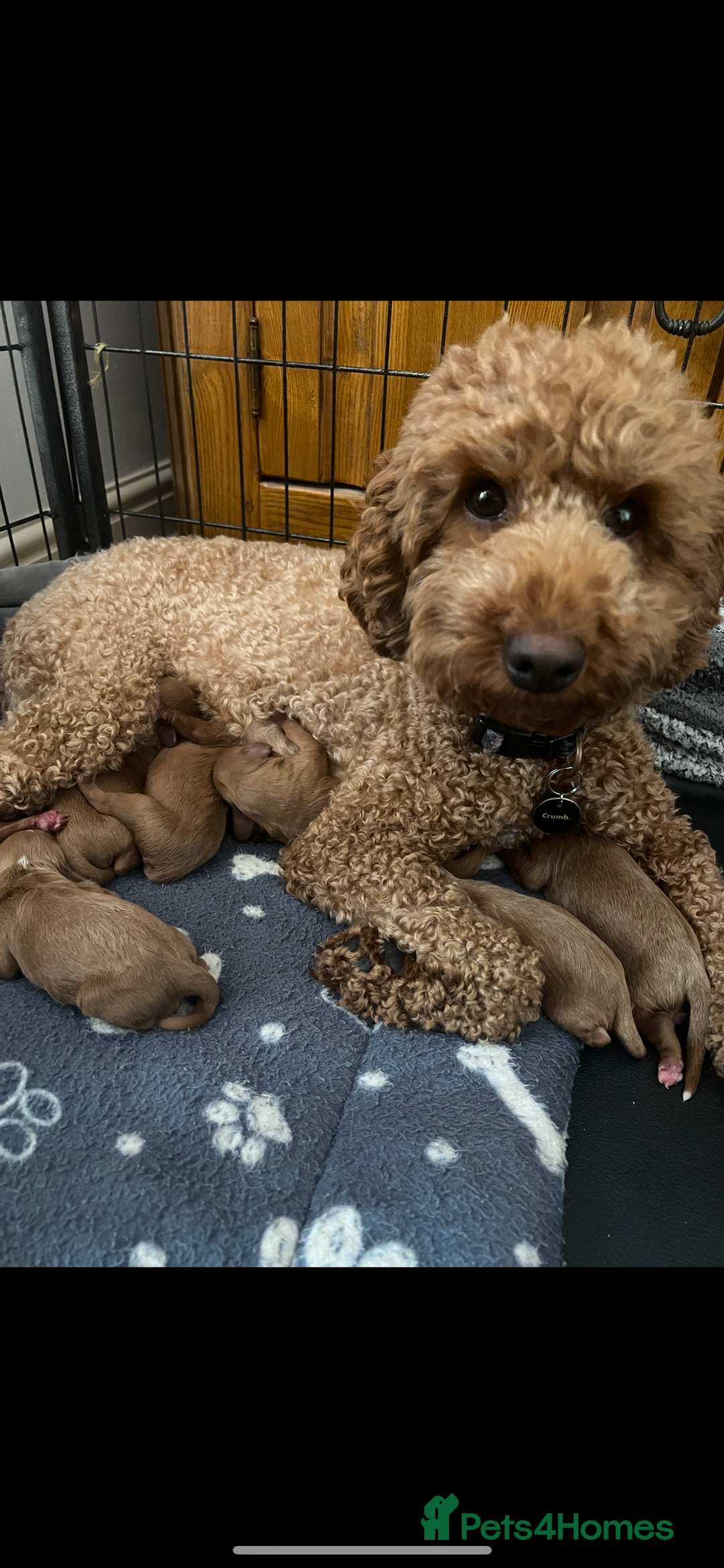 Cavapoo dogs for sale: Gorgeous Cavapoo's - Image 1