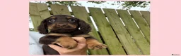 Cocker Spaniel dogs for sale: KC Registered Cocker Spaniels - Advert 11