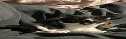 Domestic Shorthair cats for sale: Kittens  - Advert 40