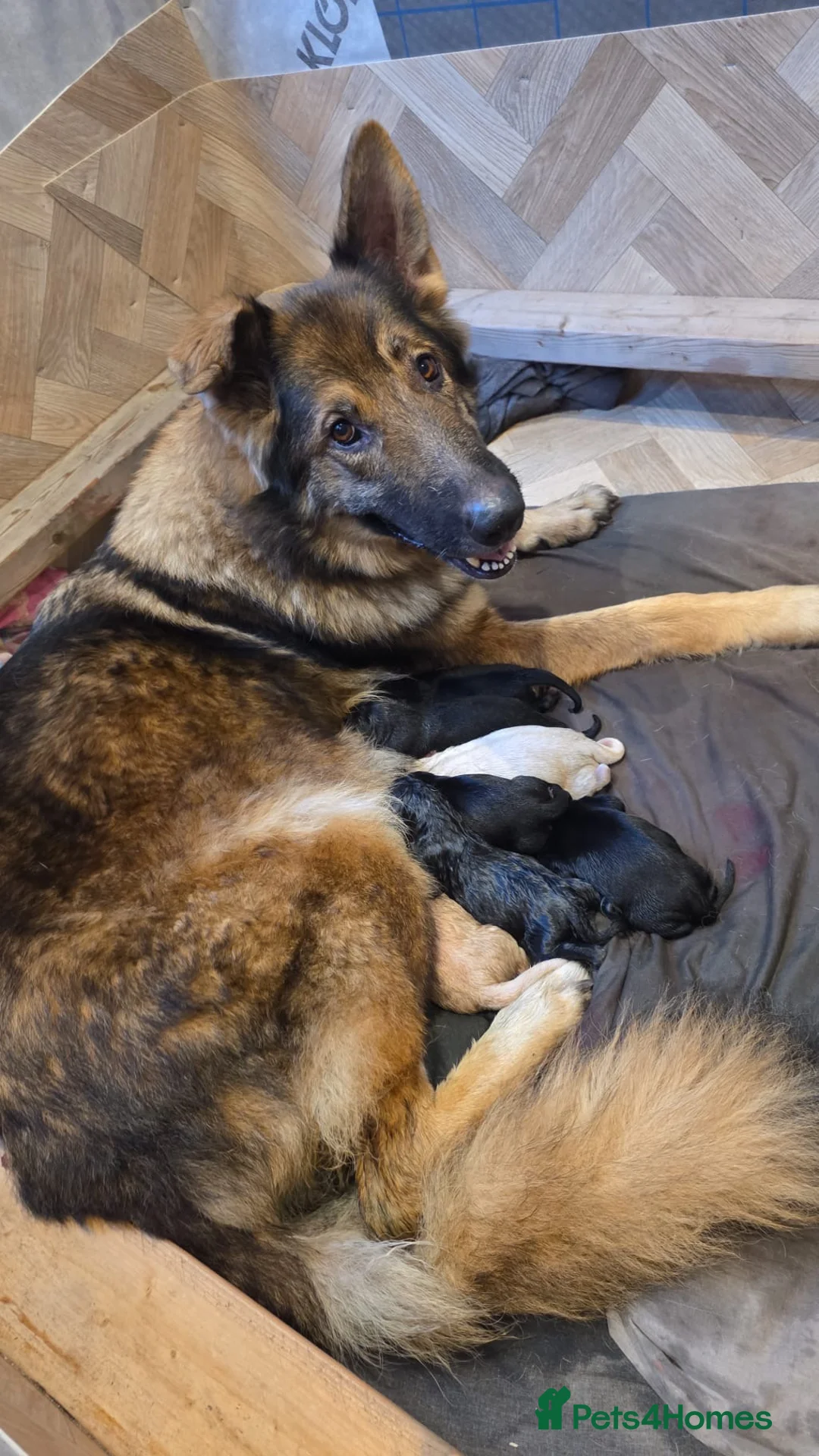 Mixed Breed dogs for sale: German Shepherd × German Shorthaired Pointer - Advert 1