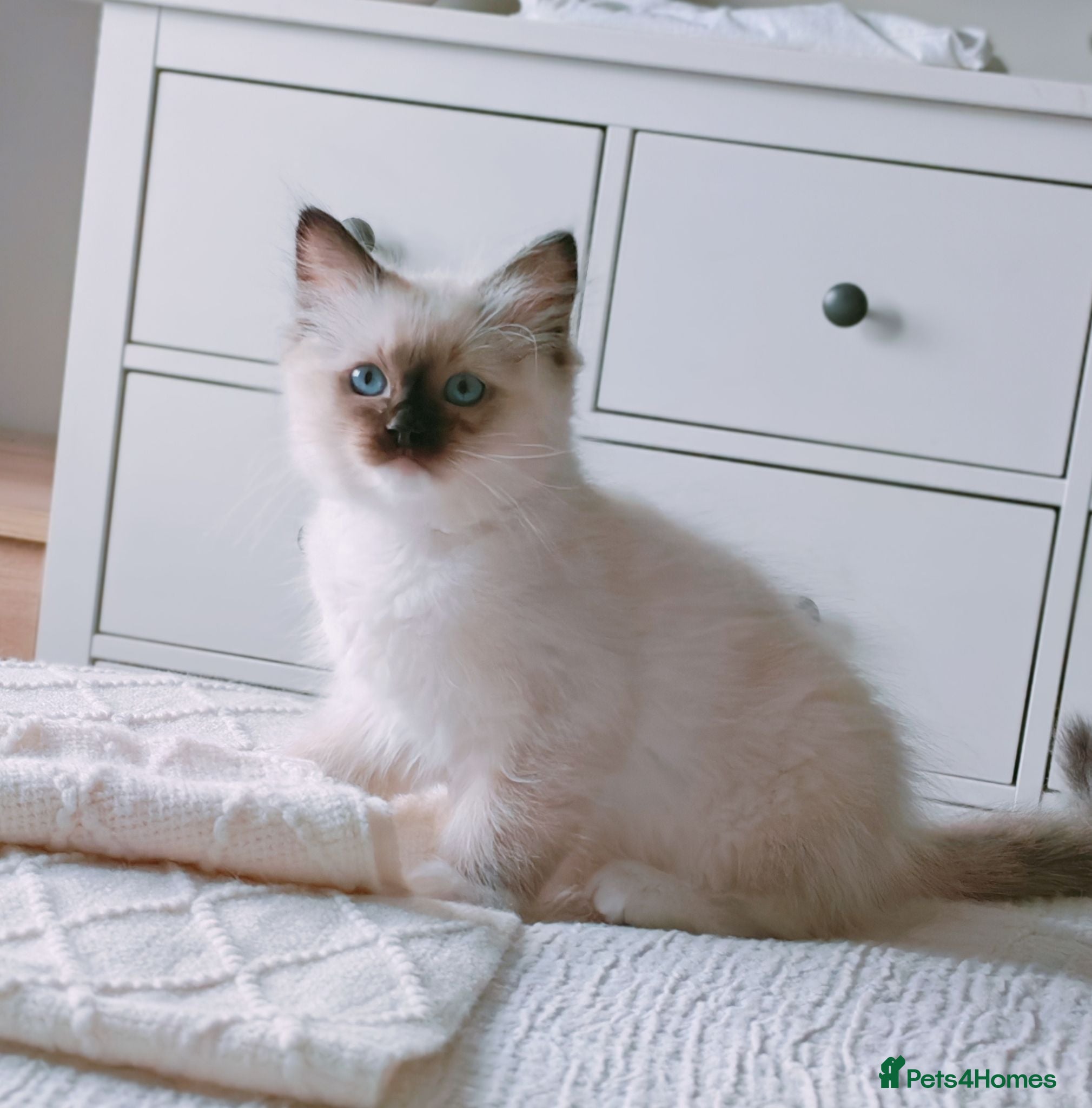 Ragdoll cats Raised with Love, looking for forever homes 🏠❤️ - Advert 8
