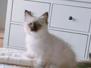 Ragdoll cats Raised with Love, looking for forever homes 🏠❤️ - Advert 8