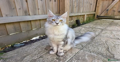 Maine Coon cats - Advert 2