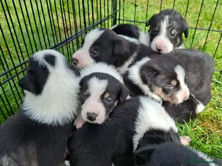 Border Collie dogs Stunning farm bred border collie pups - Advert 2