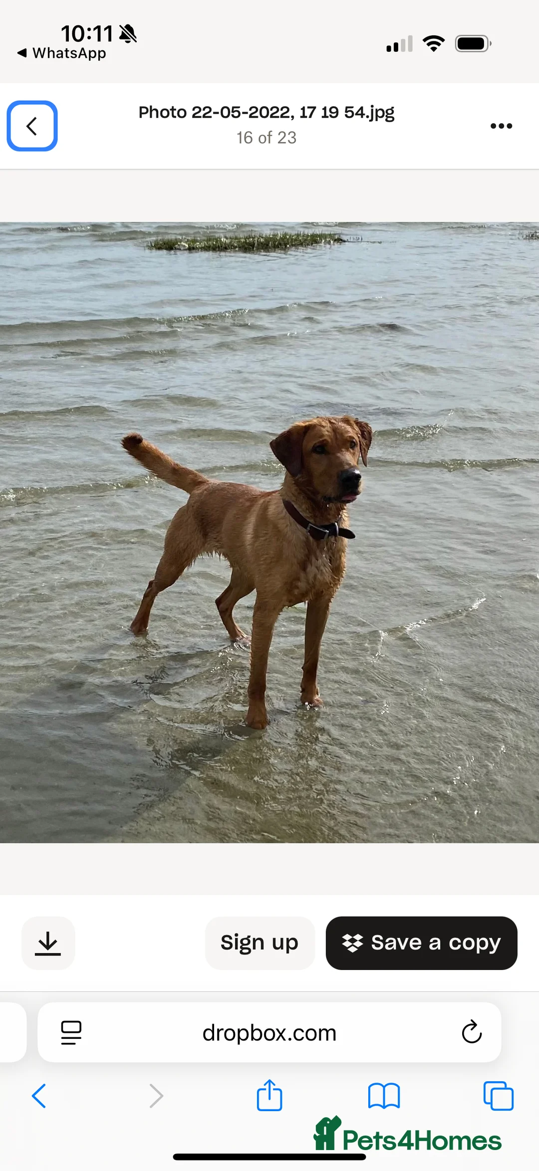 Labrador Retriever dogs for sale: KC Registered Labrador Retriever Puppies - Advert 4