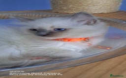 Ragdoll cats for sale: GCCF REG 6 fluffy kittens - Image 9