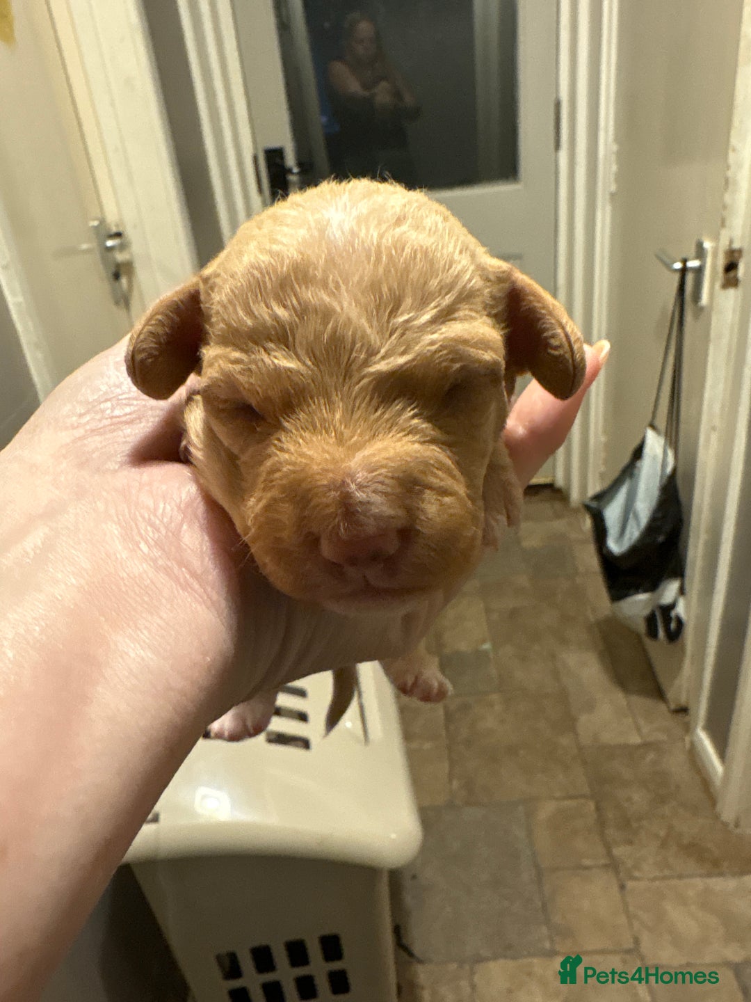 Mixed Breed dogs for sale: Doxiepoos for sale 3 x male 1 x bitch - Image 5