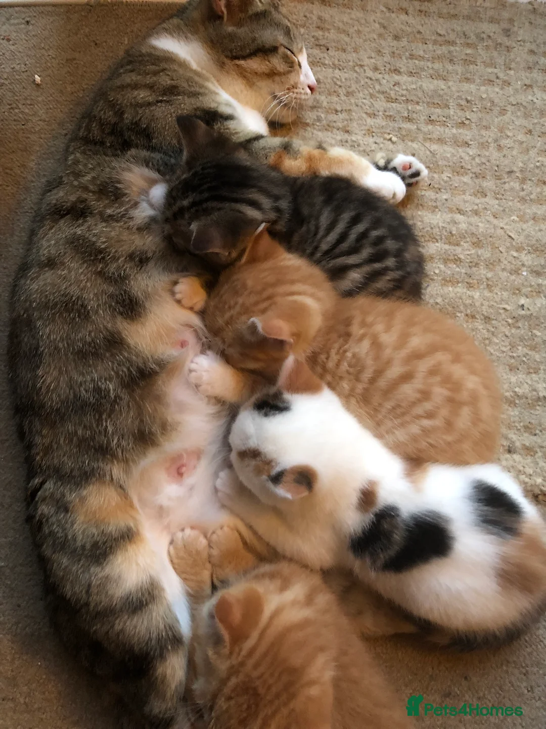 Mixed Breed cats for sale: 5 beautiful kittens looking for new homes - Advert 2