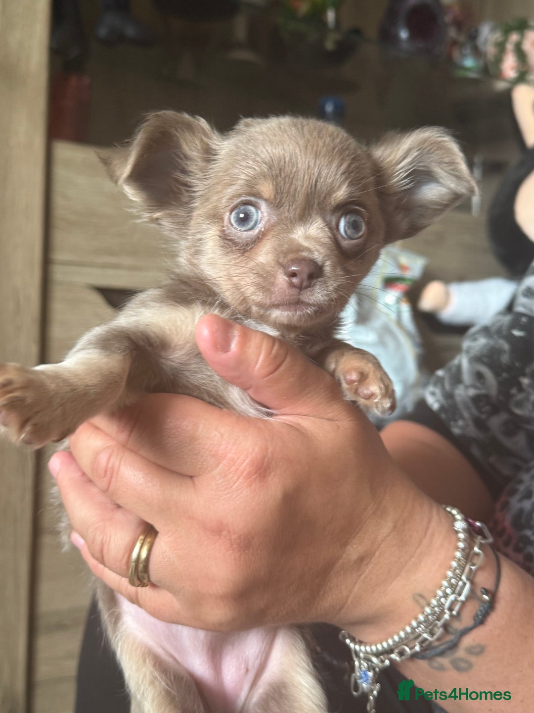 Chihuahua dogs for sale: Beautiful Chihuahuas - Image 3