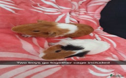 Guinea Pig rodents for sale: Gunipigs babies  - Image 7