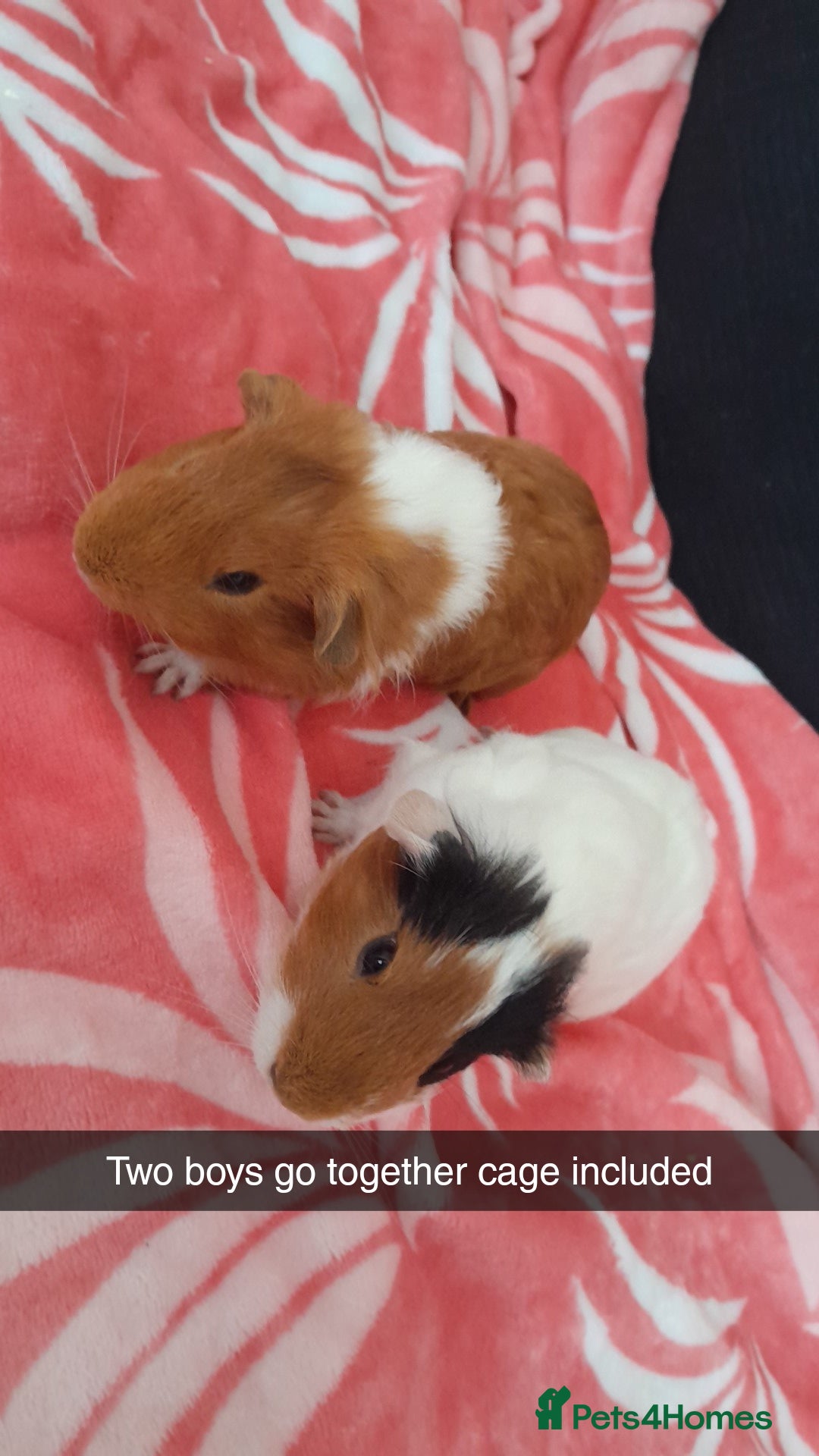 Guinea Pig rodents for sale: Gunipigs babies  - Image 7
