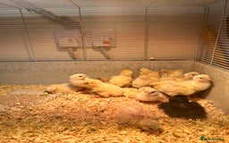 Chickens poultry for sale: Large Fowl Hybrid Chicks For Sale. Day olds  - Image 3