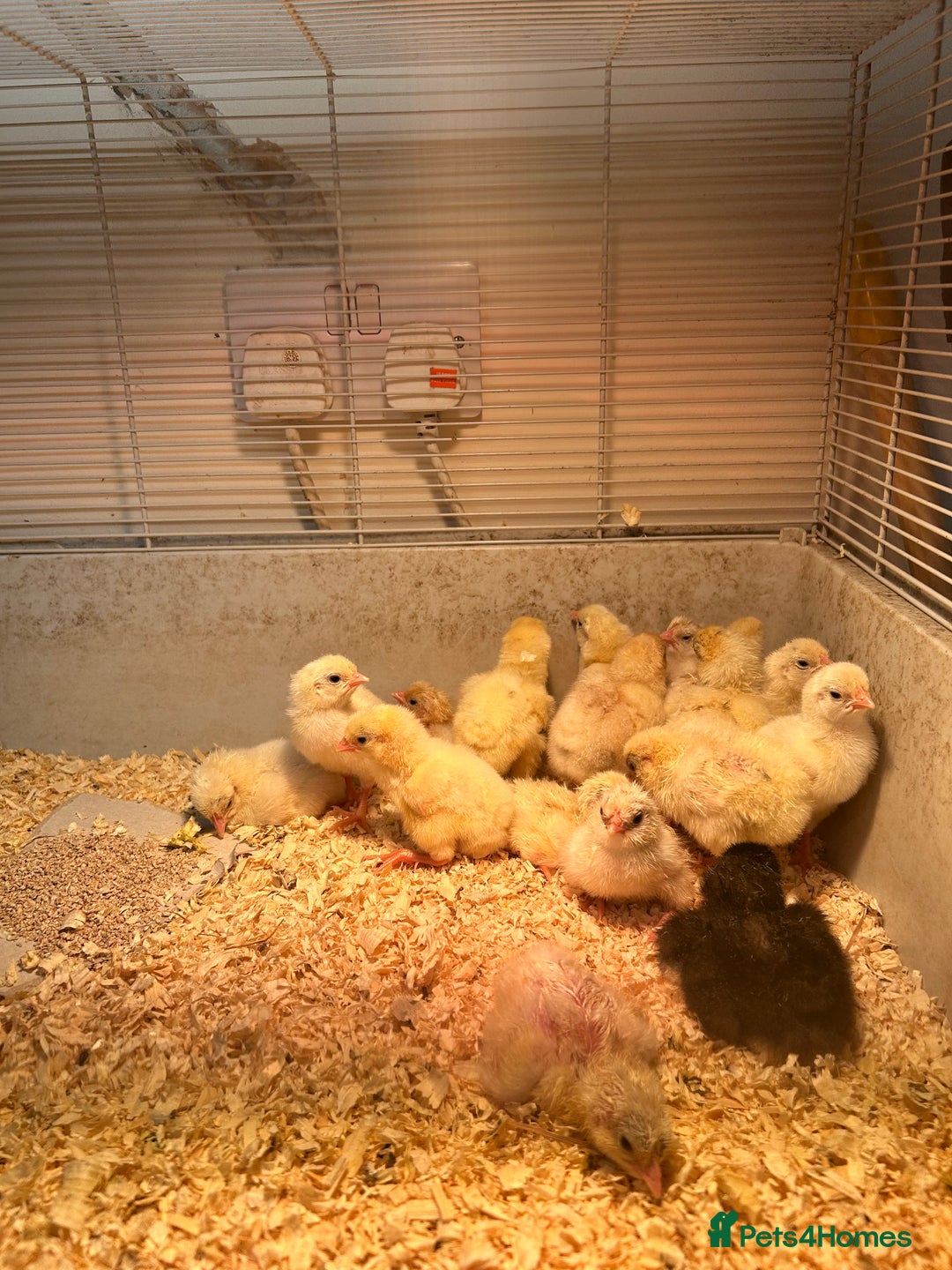 Chickens poultry for sale: Large Fowl Hybrid Chicks For Sale. Day olds  - Image 3