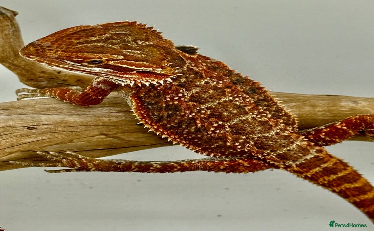 Bearded Dragon reptiles in Sutton - Advert 10