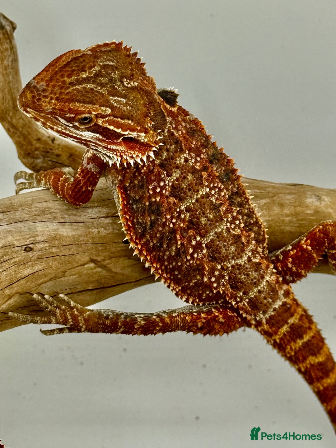 Bearded Dragon reptiles for sale: Bearded Dragon Red Monster line in Sutton - Advert 1