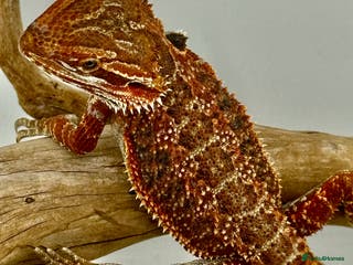 Bearded Dragon reptiles Bearded Dragon Red Monster line in Sutton - Advert 1
