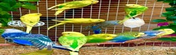 Budgerigars birds for sale: Beautiful Baby Budgies & Cages -Various Mutations! - Advert 1